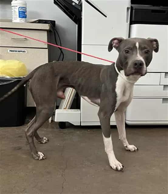 Photo of Rocko, adoptable Mixed Breed