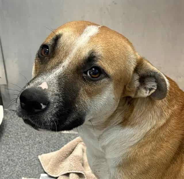 Photo of Hunter, adoptable Mixed Breed