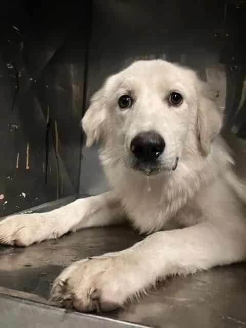 Photo of Muffin, adoptable Mixed Breed