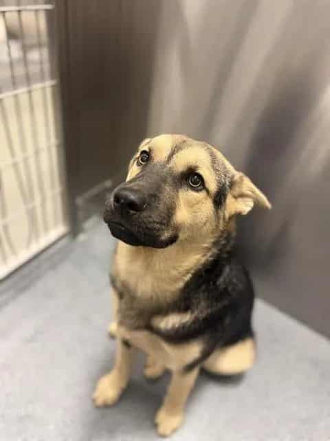 Photo of Rambo, adoptable Mixed Breed