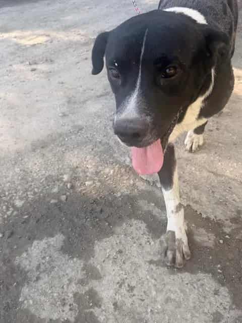 Photo of Vander, adoptable Mixed Breed