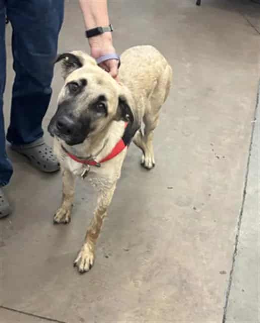 Photo of Rosemary, adoptable Mixed Breed