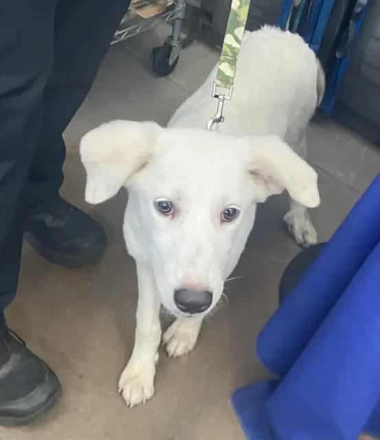 Photo of Tsuki, adoptable Mixed Breed