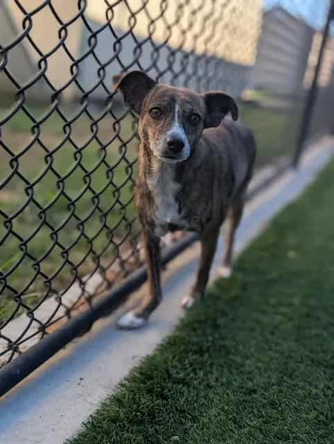 Photo of Twilight, adoptable Mixed Breed