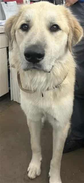 Photo of Capito, adoptable Mixed Breed