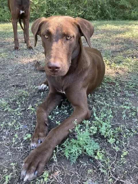 Photo of Choco, adoptable Mixed Breed