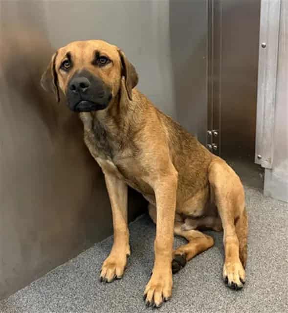 Photo of Muzzie, adoptable Mixed Breed