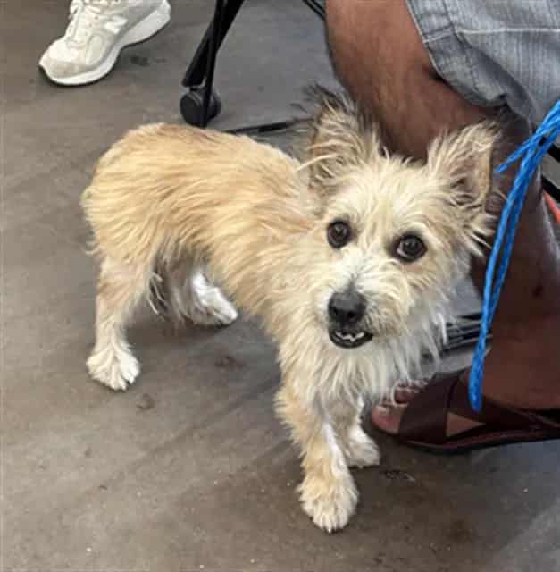 Photo of Lucky, adoptable Mixed Breed