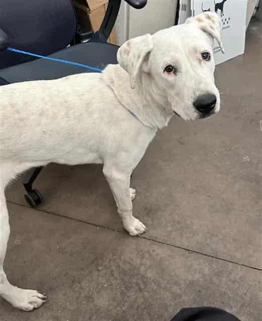 Photo of Lydia, adoptable Mixed Breed