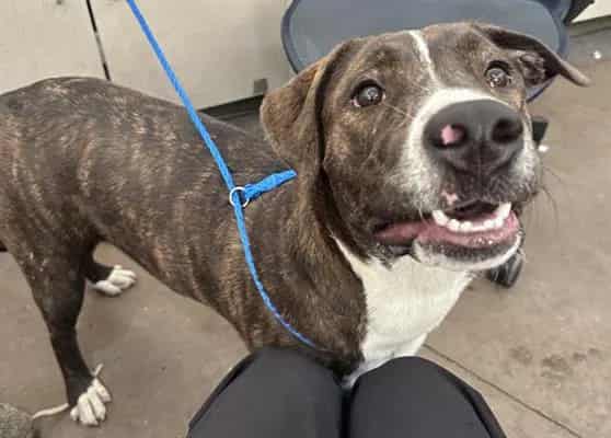Photo of Eeria, adoptable Mixed Breed