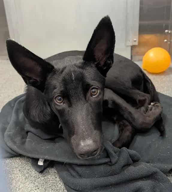 Photo of Vista, adoptable Mixed Breed