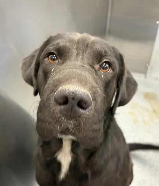 Photo of Thor, adoptable Mixed Breed
