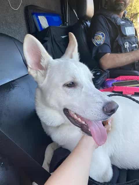 Photo of Alvin, adoptable Mixed Breed