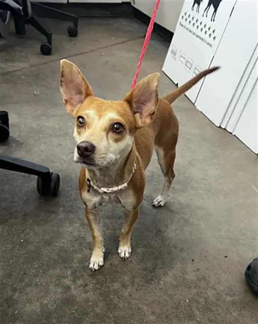 Photo of Lily, adoptable Mixed Breed