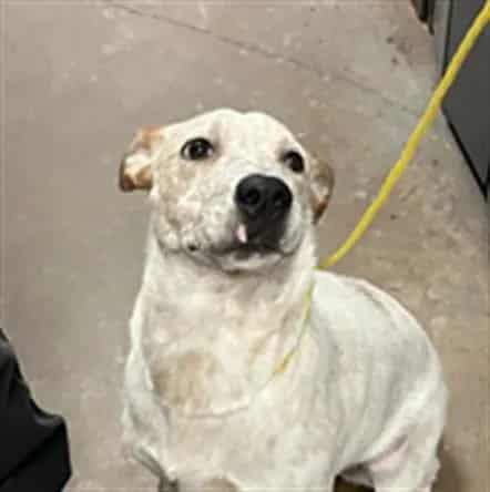 Photo of Daisy, adoptable Mixed Breed