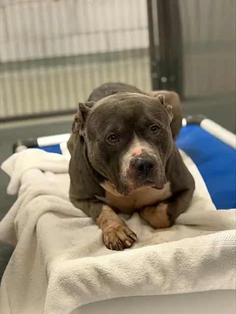 Photo of Brutus, adoptable Mixed Breed