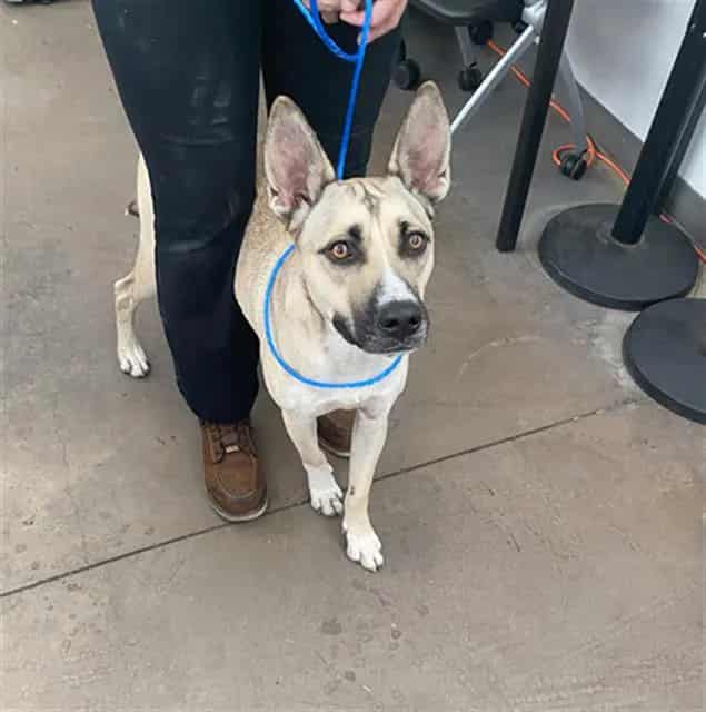 Photo of Star, adoptable Mixed Breed