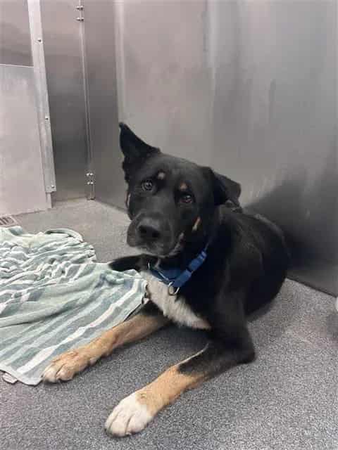 Photo of Billy, adoptable Mixed Breed