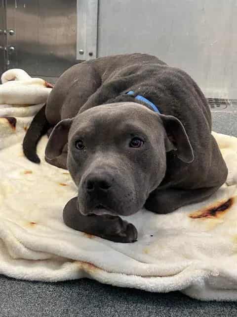 Photo of Greyson, adoptable Mixed Breed