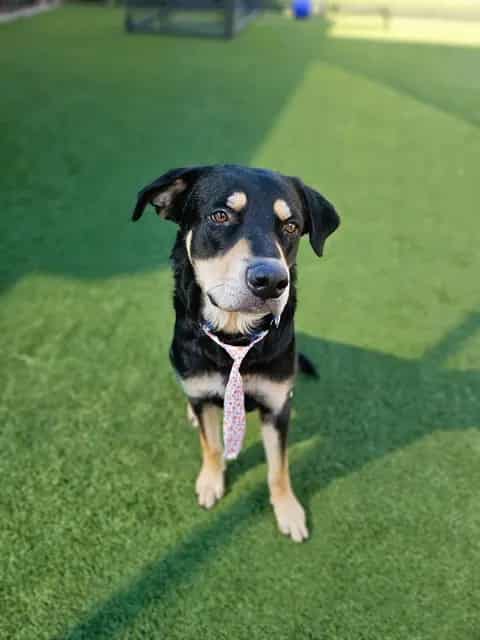 Photo of Fredrick, adoptable Mixed Breed