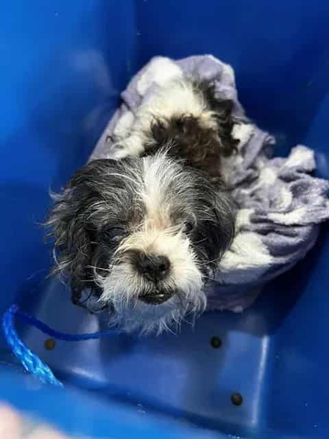 Photo of Lois, adoptable Mixed Breed