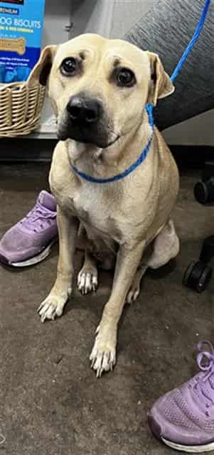 Photo of Potion, adoptable Mixed Breed