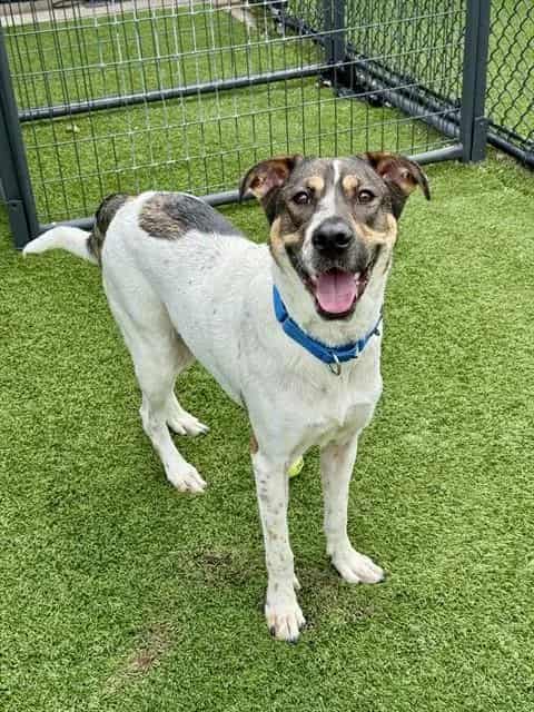 Photo of Shuri, adoptable Mixed Breed