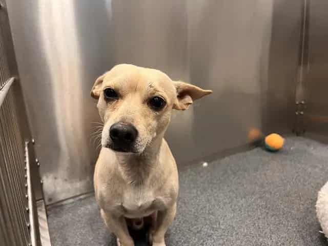 Photo of Rocket, adoptable Mixed Breed