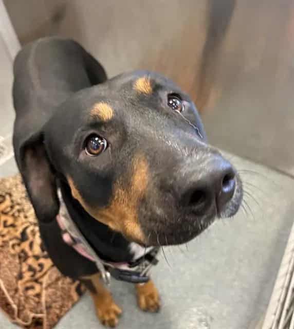 Photo of Morrigan, adoptable Mixed Breed