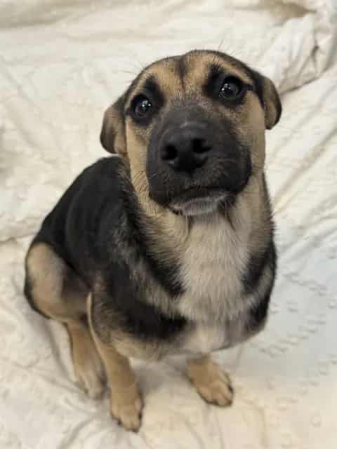 Photo of Maisie, adoptable Mixed Breed