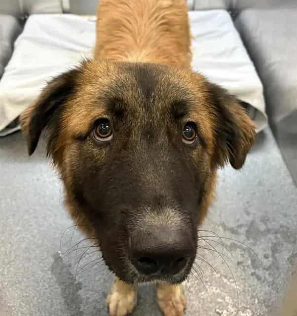 Photo of Grim, adoptable Mixed Breed