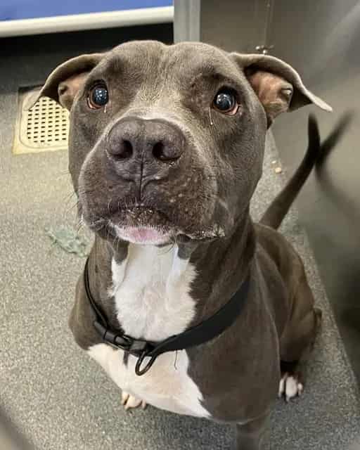 Photo of Duke, adoptable Mixed Breed