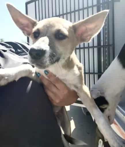 Photo of Lolly, adoptable Alaskan Husky and German Shepherd Dog in Houston, Texas