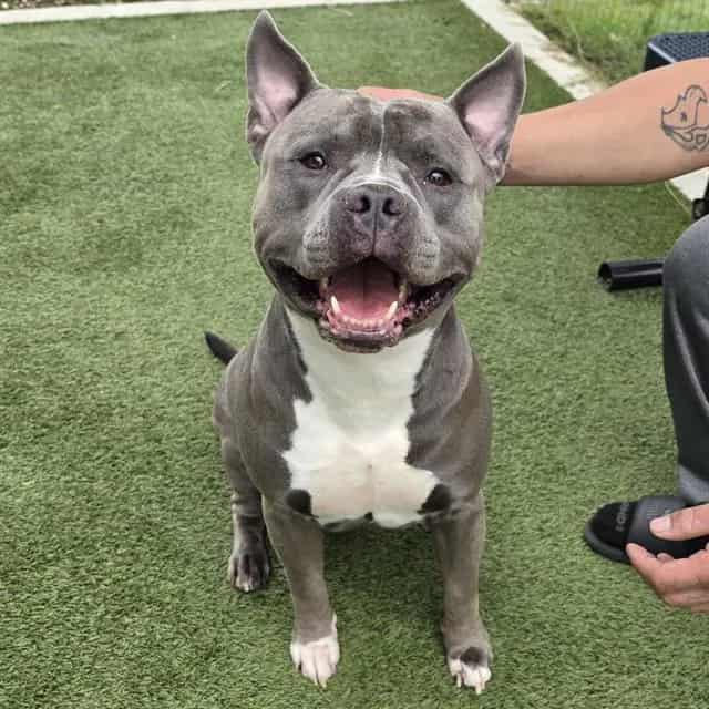 Photo of Ace, adoptable Pit Bull Terrier in Houston, Texas