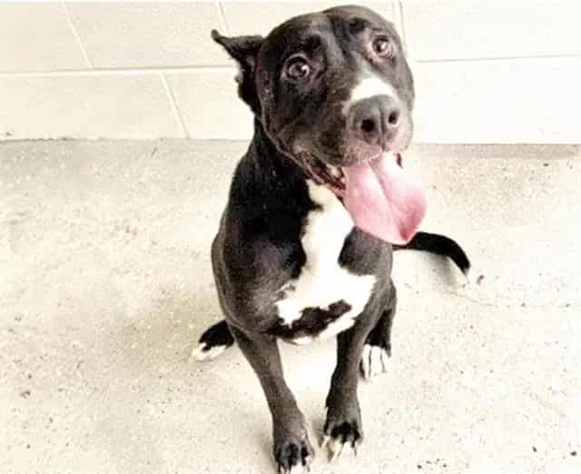 Photo of Coco, adoptable German Shepherd Dog and Pit Bull Terrier in Houston, Texas