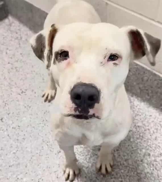 Photo of Lady, adoptable American Pit Bull Terrier mix in Houston, Texas