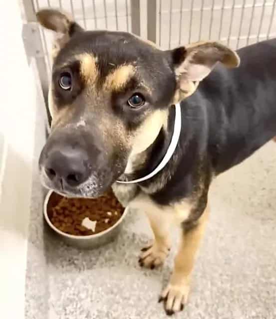 Photo of Clancy, adoptable German Shepherd Dog in Houston, Texas