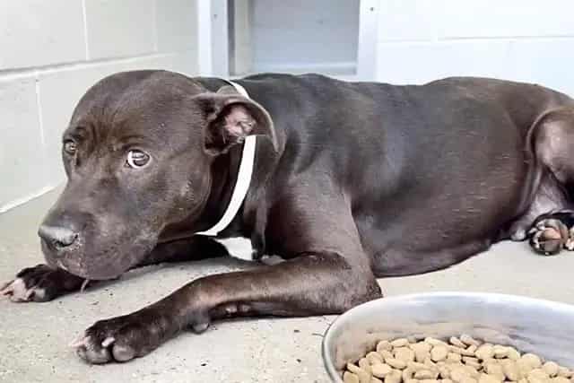 Photo of Ruby, adoptable Pit Bull Terrier in Houston, Texas