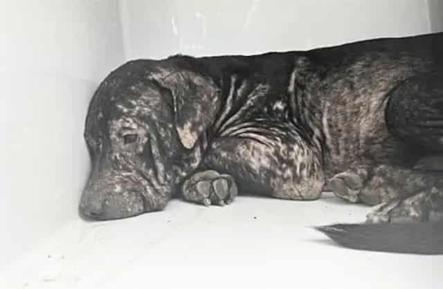Photo of Senior Pit Bull Terrier mix, adoptable Pit Bull Terrier mix in Houston, Texas
