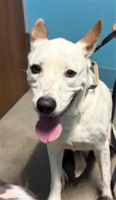 Photo of Ace, adoptable Alaskan Husky mix in Houston, Texas