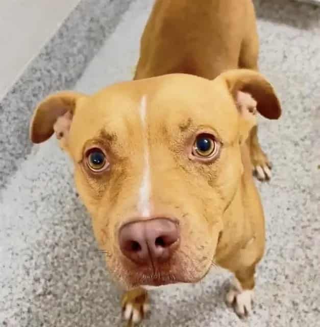 Photo of Cedric, adoptable Pit Bull Terrier in Houston, Texas