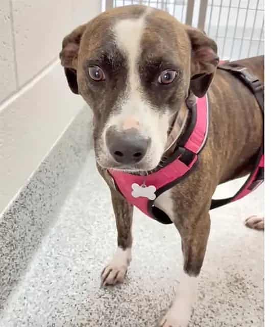 Photo of Lady, adoptable Pit Bull Terrier mix in Houston, Texas
