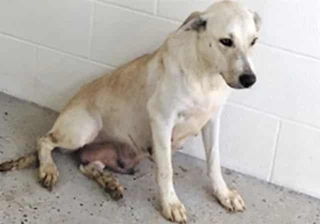 Photo of Senior Labrador Retriever mix, adoptable Labrador Retriever mix in Houston, Texas