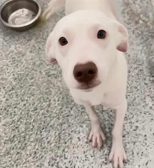 Photo of Senior Labrador Retriever mix, adoptable Labrador Retriever mix in Houston, Texas