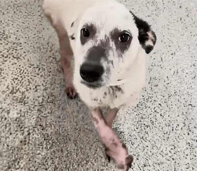 Photo of Senior Labrador Retriever mix, adoptable Labrador Retriever mix in Houston, Texas