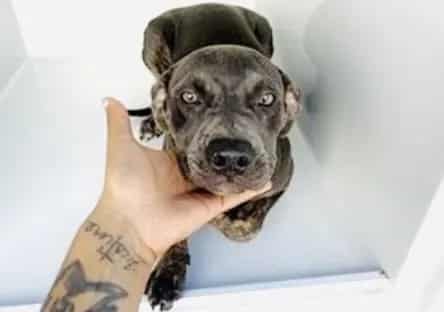Photo of Senior Pit Bull Terrier, adoptable Pit Bull Terrier in Houston, Texas