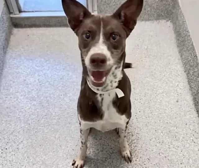 Photo of Charlie, adoptable Labrador Retriever mix in Houston, Texas