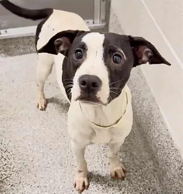 Photo of Sadie, adoptable Pit Bull Terrier mix in Houston, Texas