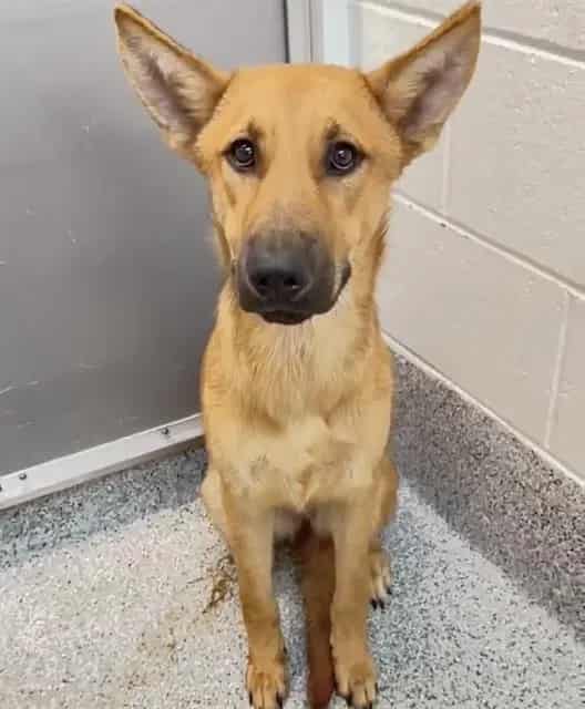 Photo of Senior German Shepherd Dog mix, adoptable German Shepherd Dog mix in Houston, Texas