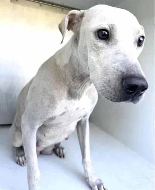 Photo of Senior Labrador Retriever mix, adoptable Labrador Retriever mix in Houston, Texas